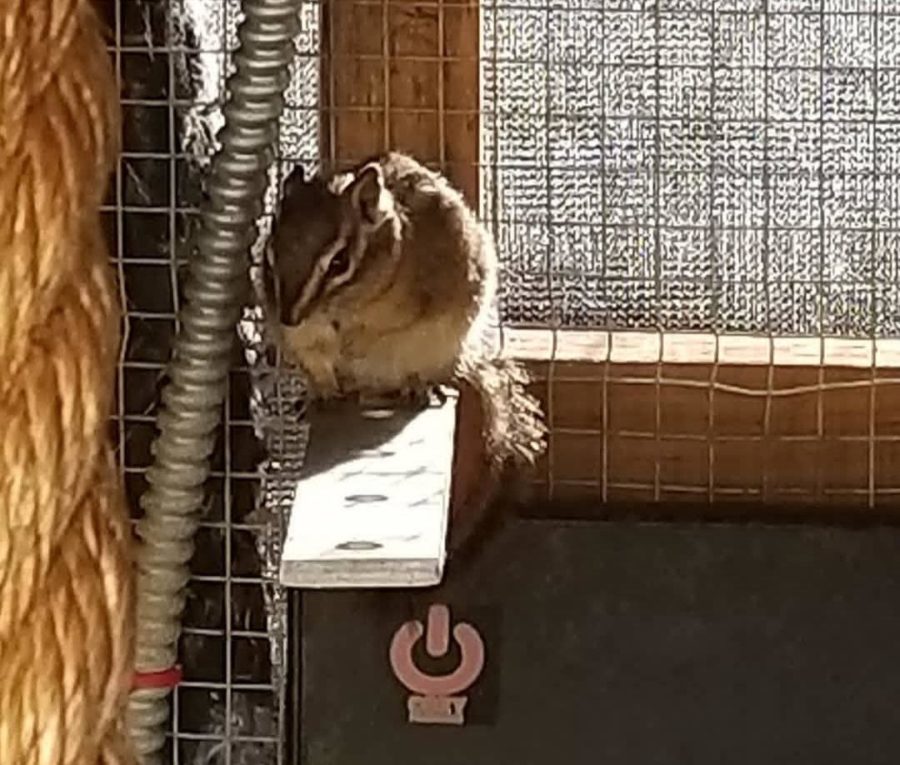 One of Timothy’s many chipmunks sitting in the cage.